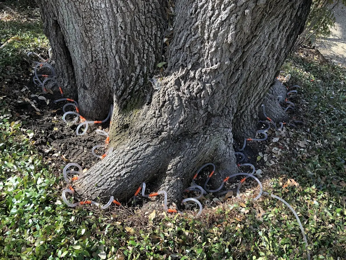 Detailed Tree Cabling and Bracing job site in New Albany