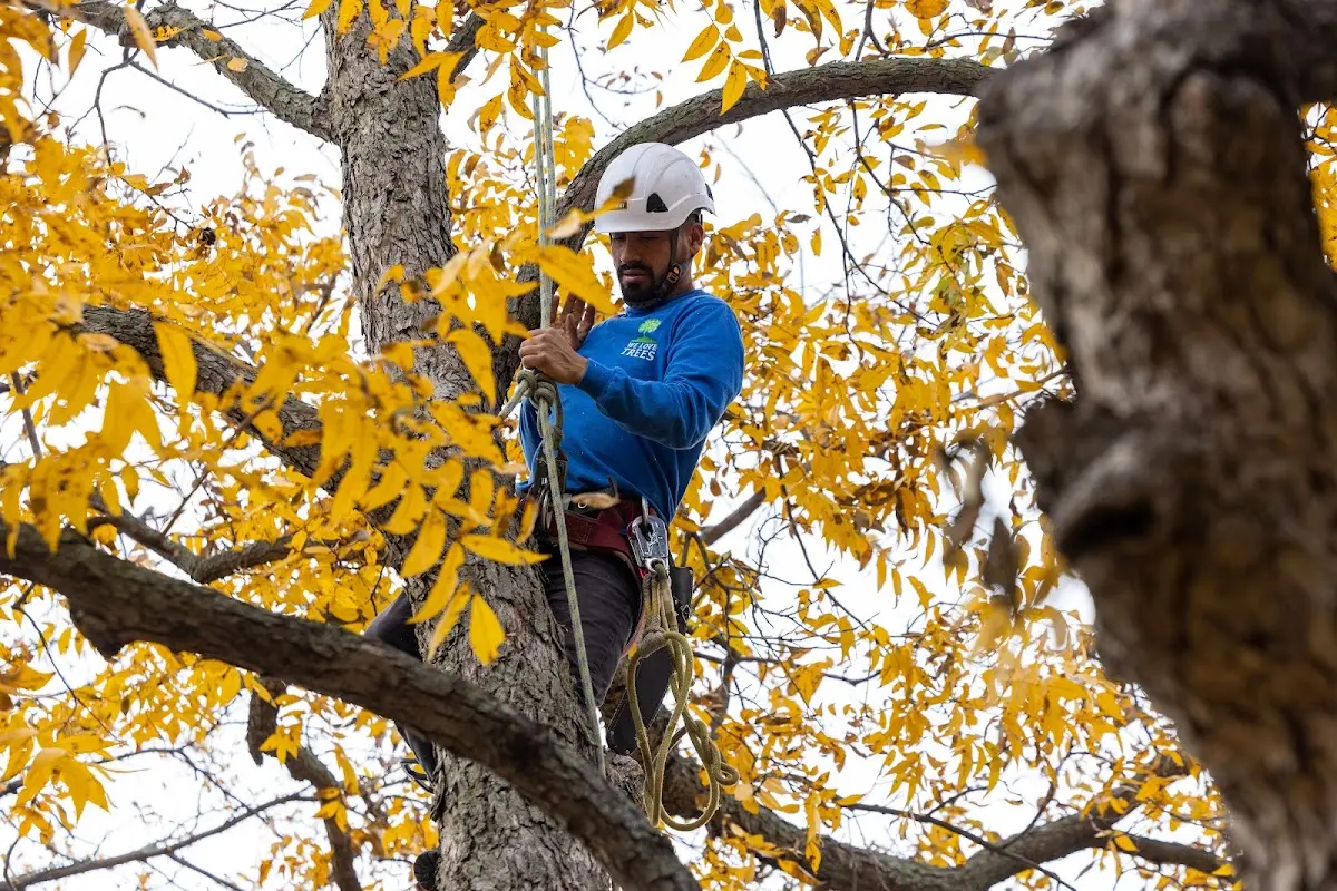 Skilled Tree Pruning crew working in New Albany